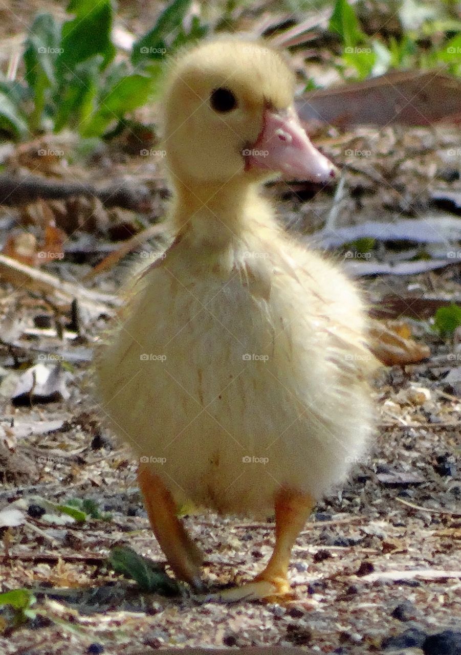 gosling Duck