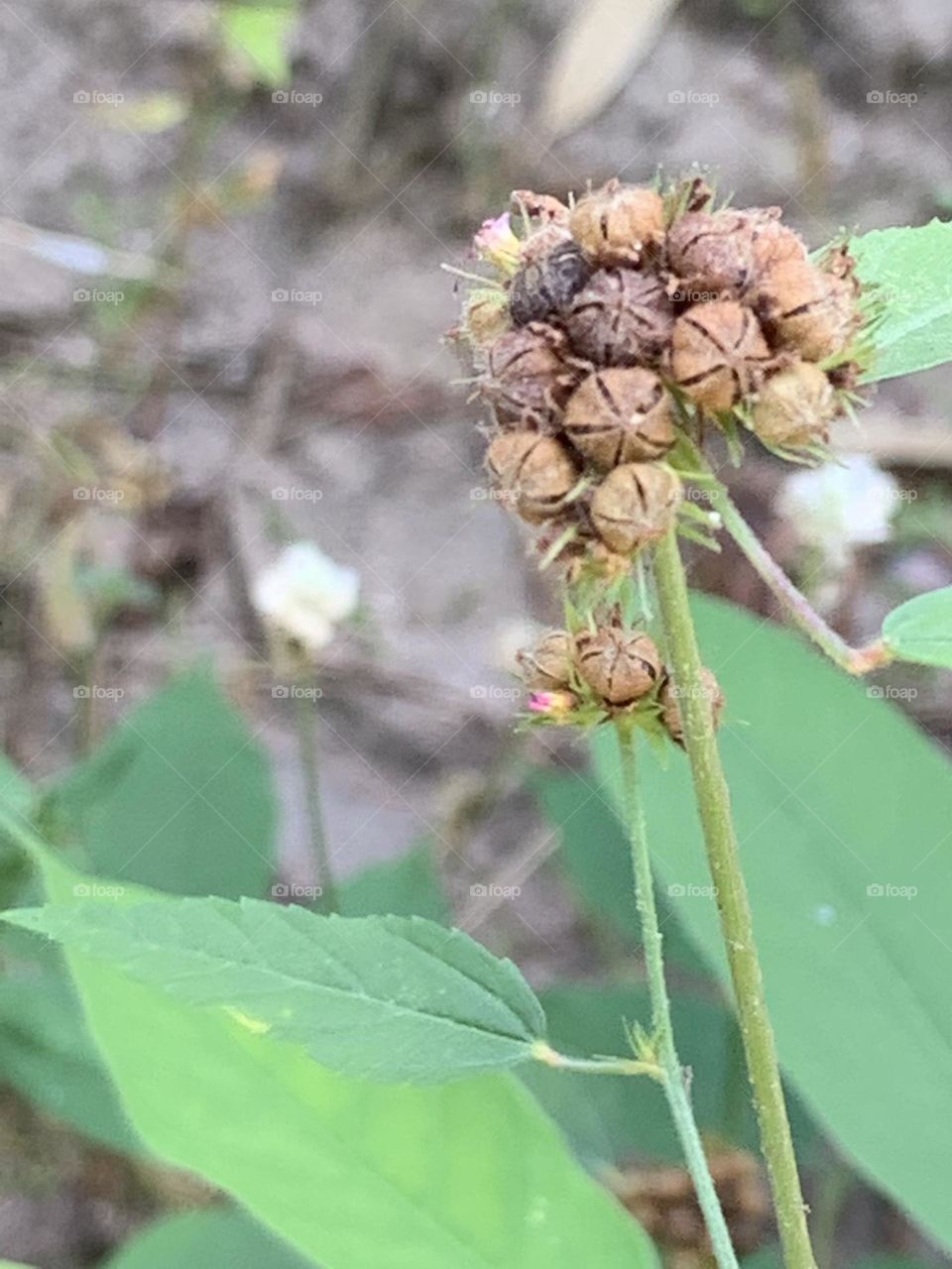 Something about December, Countryside (Thailand)