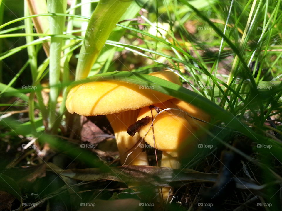 the gold in the mountain