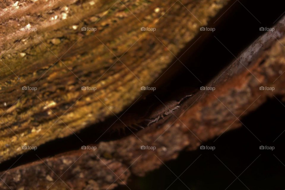 Guardians from a micro world.