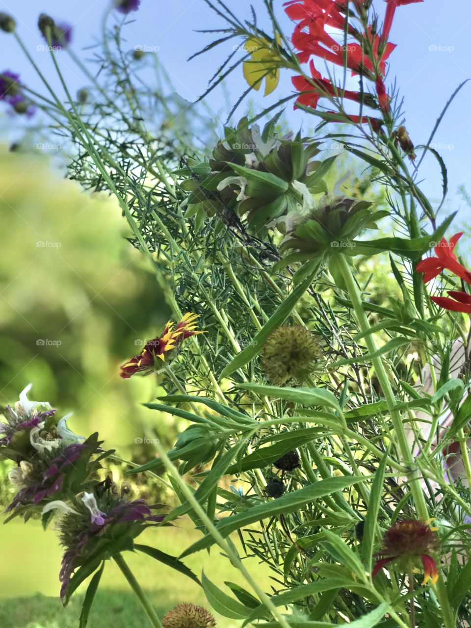 Picking Wildflowers 