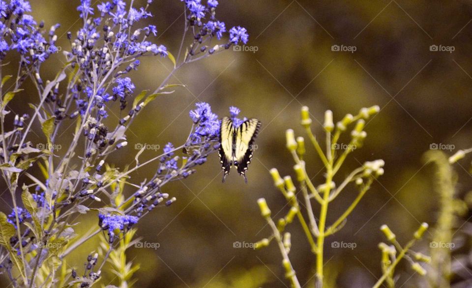 Take the Nostalgic Way Home (Series)