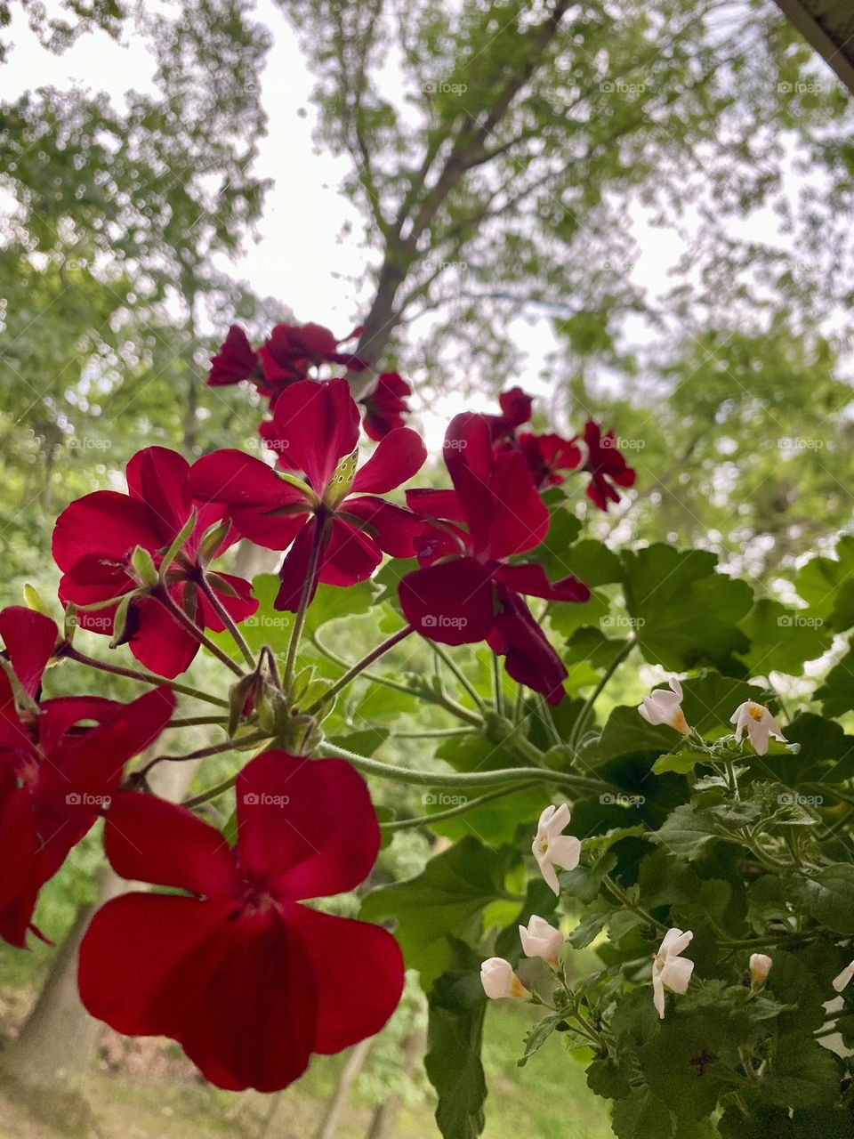 Red geraniums command attention in this flower-box garden. The tall, skinny trees create an inviting landscape. 