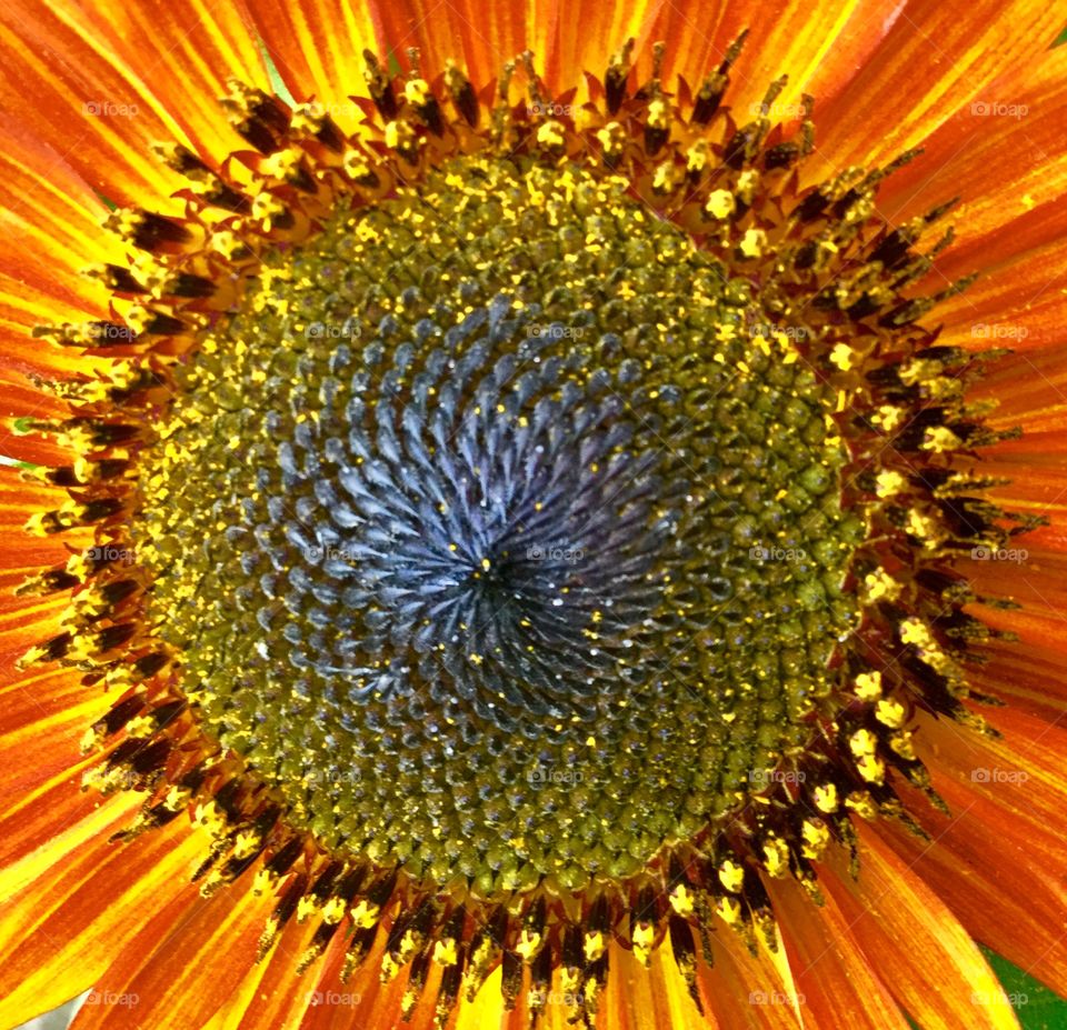 Sunflower Closeup