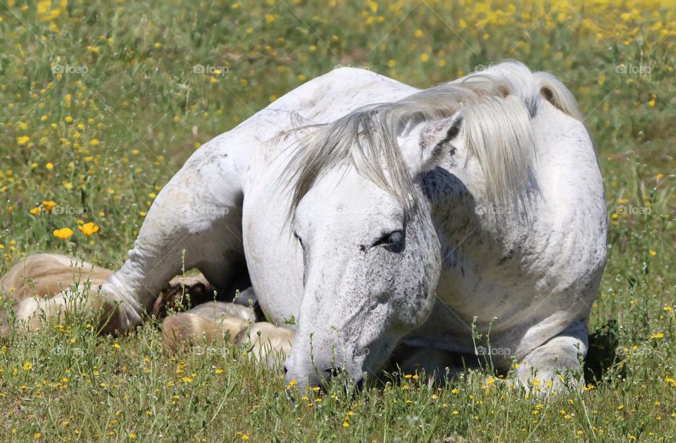 Sleeping in Field of Flowers