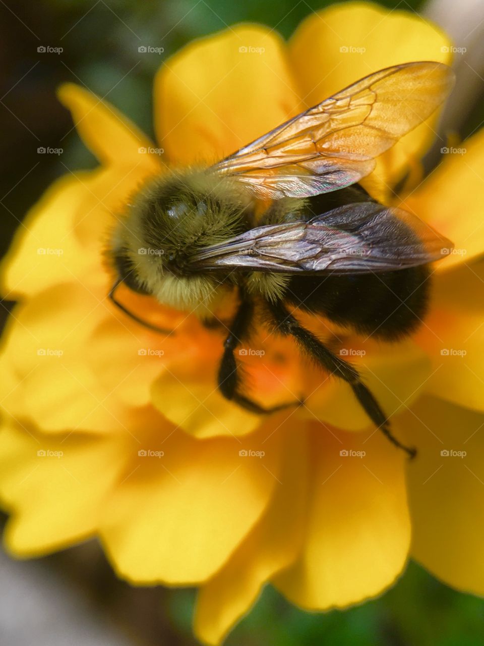 Bee on yellow flower