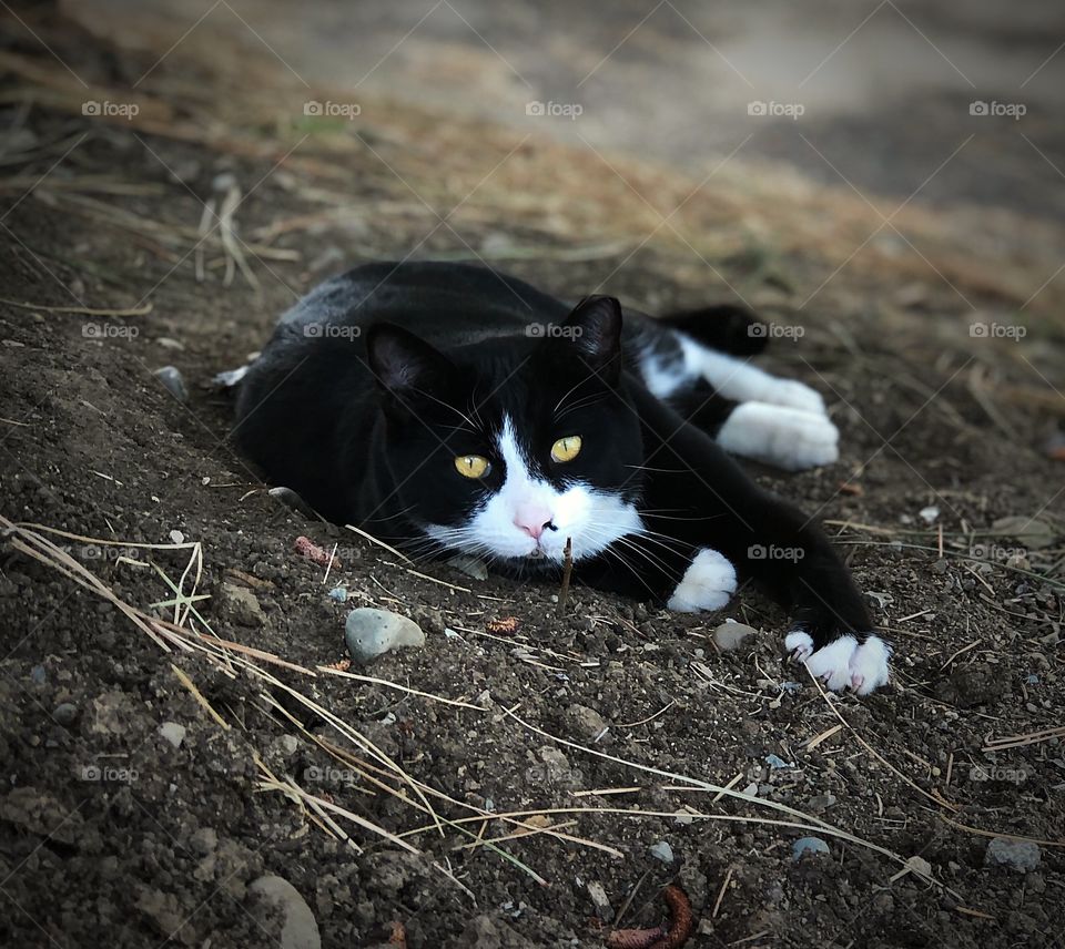 Cat in the dirt