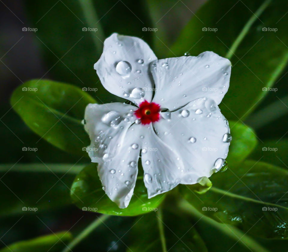 White Glory Flower