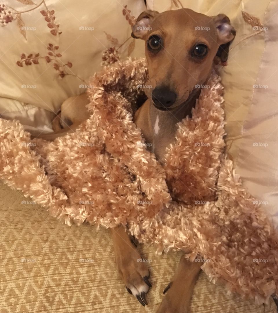 Amber the Italian greyhound puppy relaxing laid on the sofa with a fluffy blanket