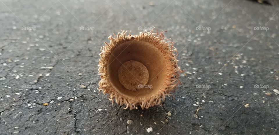 Here we have a out side of a giant acorn shell. These acorns are really big and not small. Beautiful nature is all around us everyone. I hope we all can see this together. I want there to be peace and love ❤️ in this life not the negative enjoy Foap