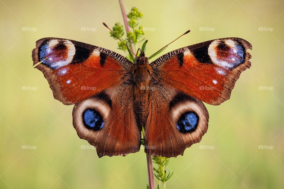 Butterfly basking in the morning sun