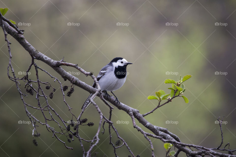 Wagtail bird sitting on a branch .
Sädesärla sitter på en gren 