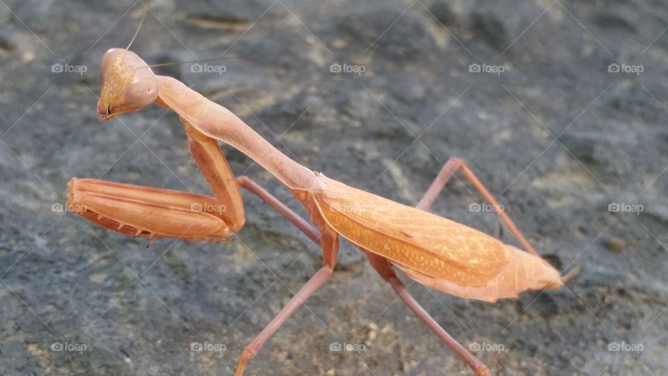 Close-up of a bright color praying mantis