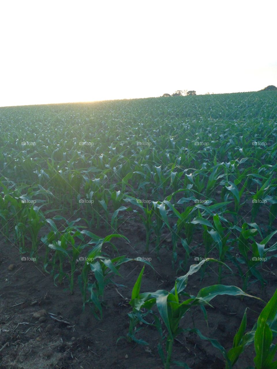 Knee High Corn