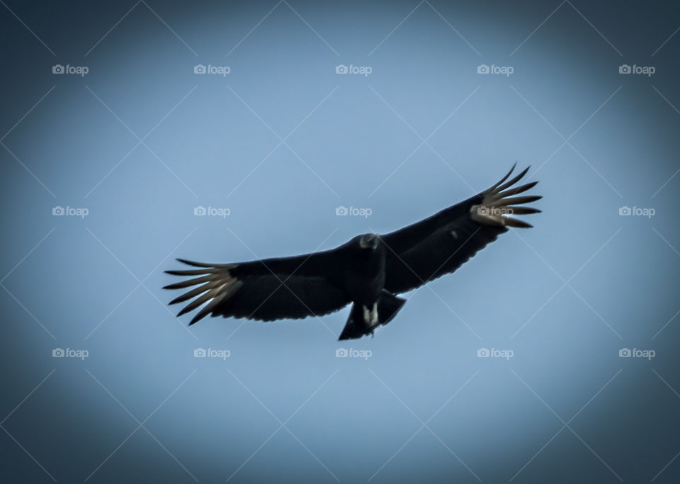 Black vulture flying high in blue sky, black wings with white tips.