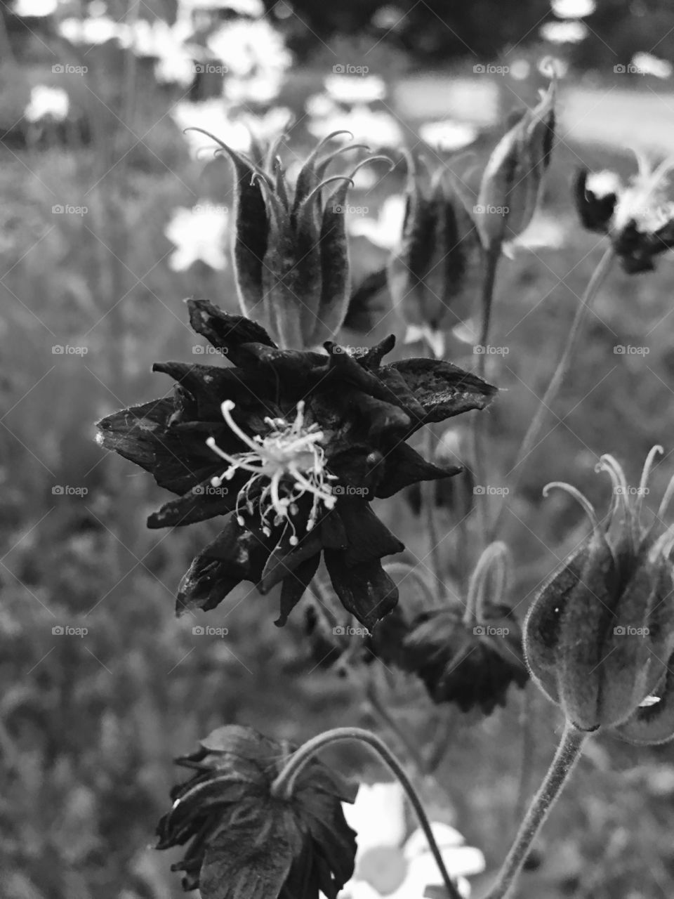 Flower black and white