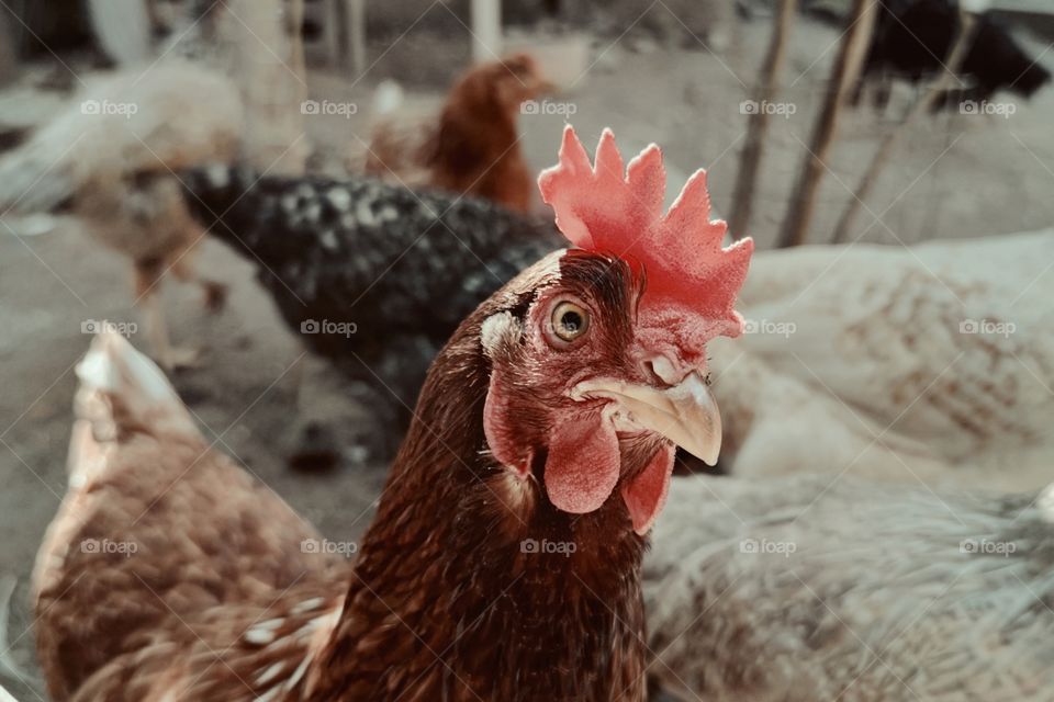 watchful chicken