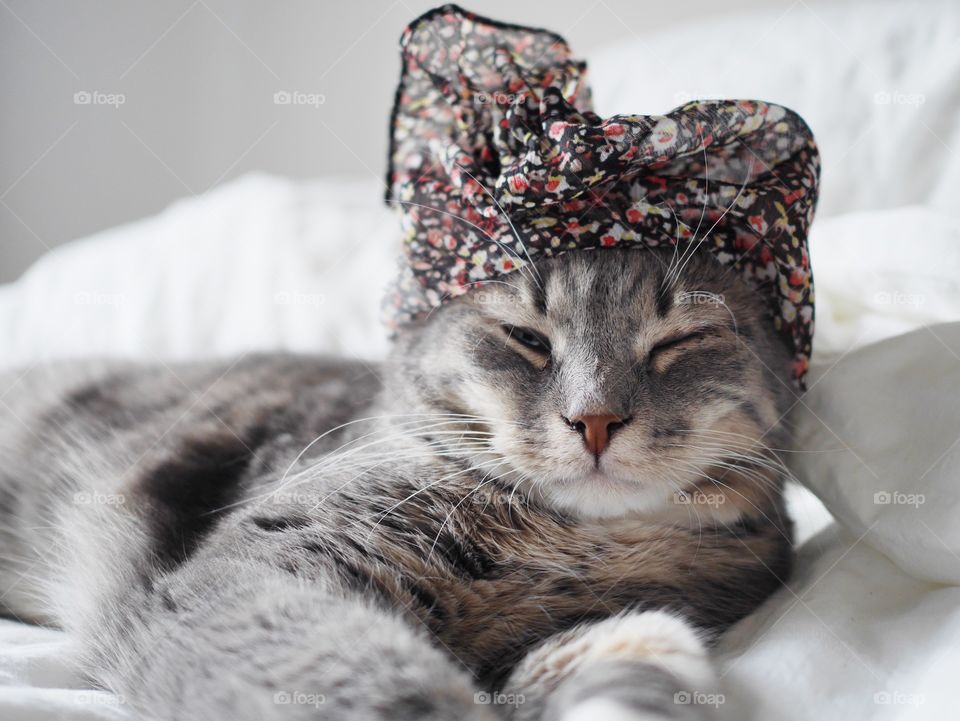 Cute cat with hat
