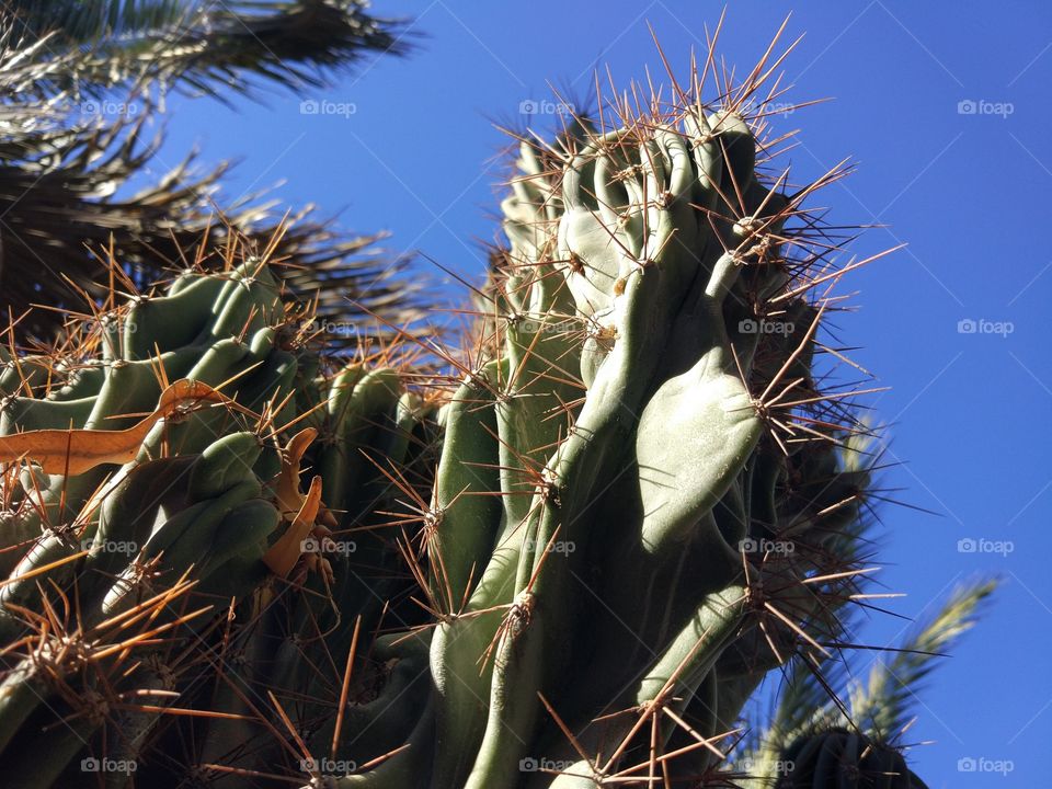 Cactus