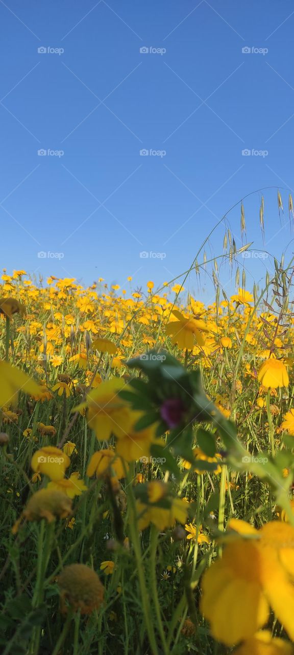 I adore natural yellow flowers, I wish I could wear them all the time