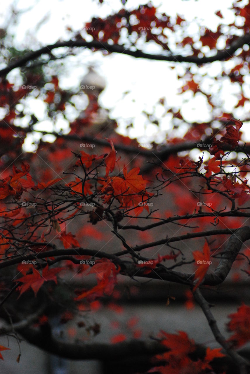 Autumn in Hakone