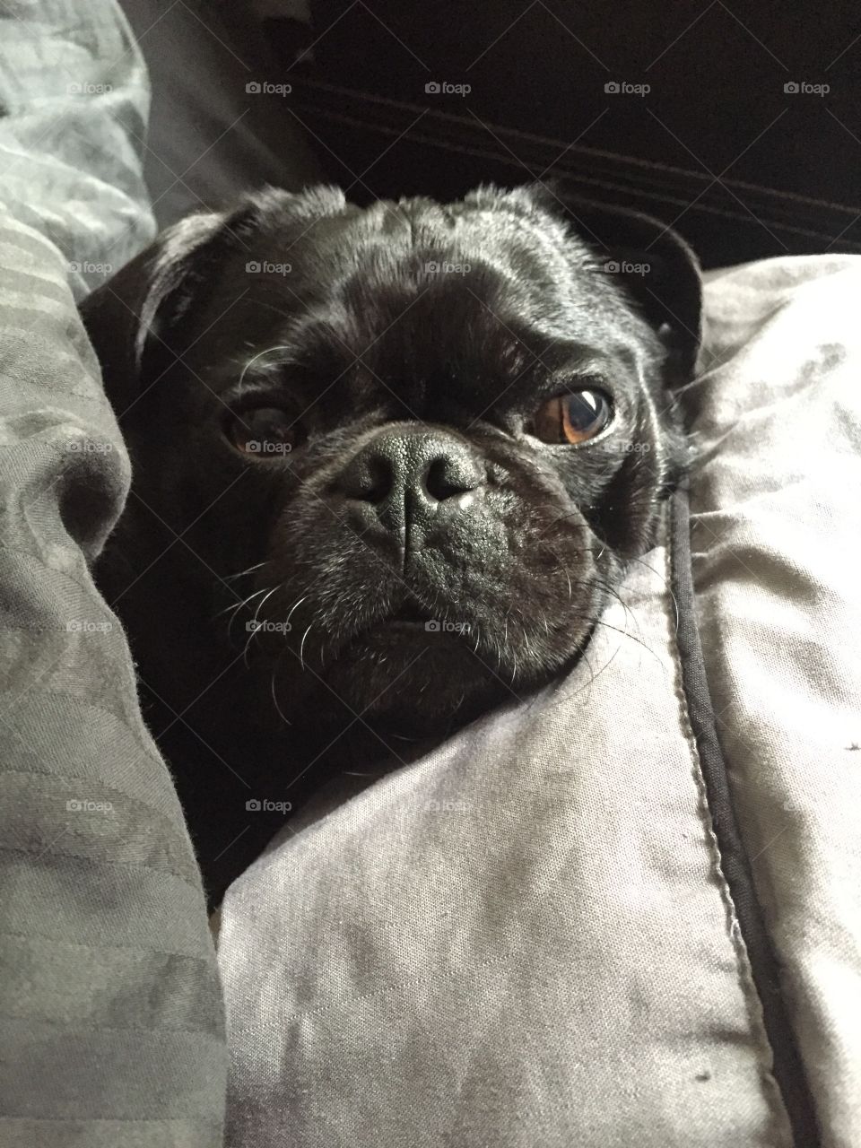 Black Pug Dog Face Hiding in Pillows Close Up