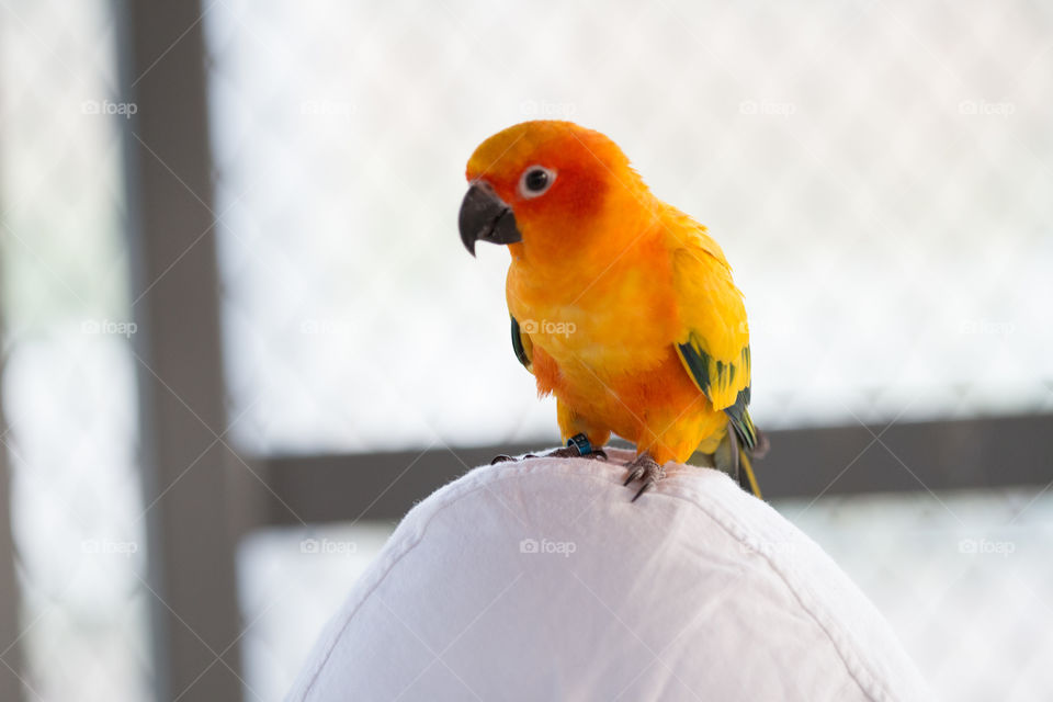 Bird, Parrot, No Person, Wildlife, One