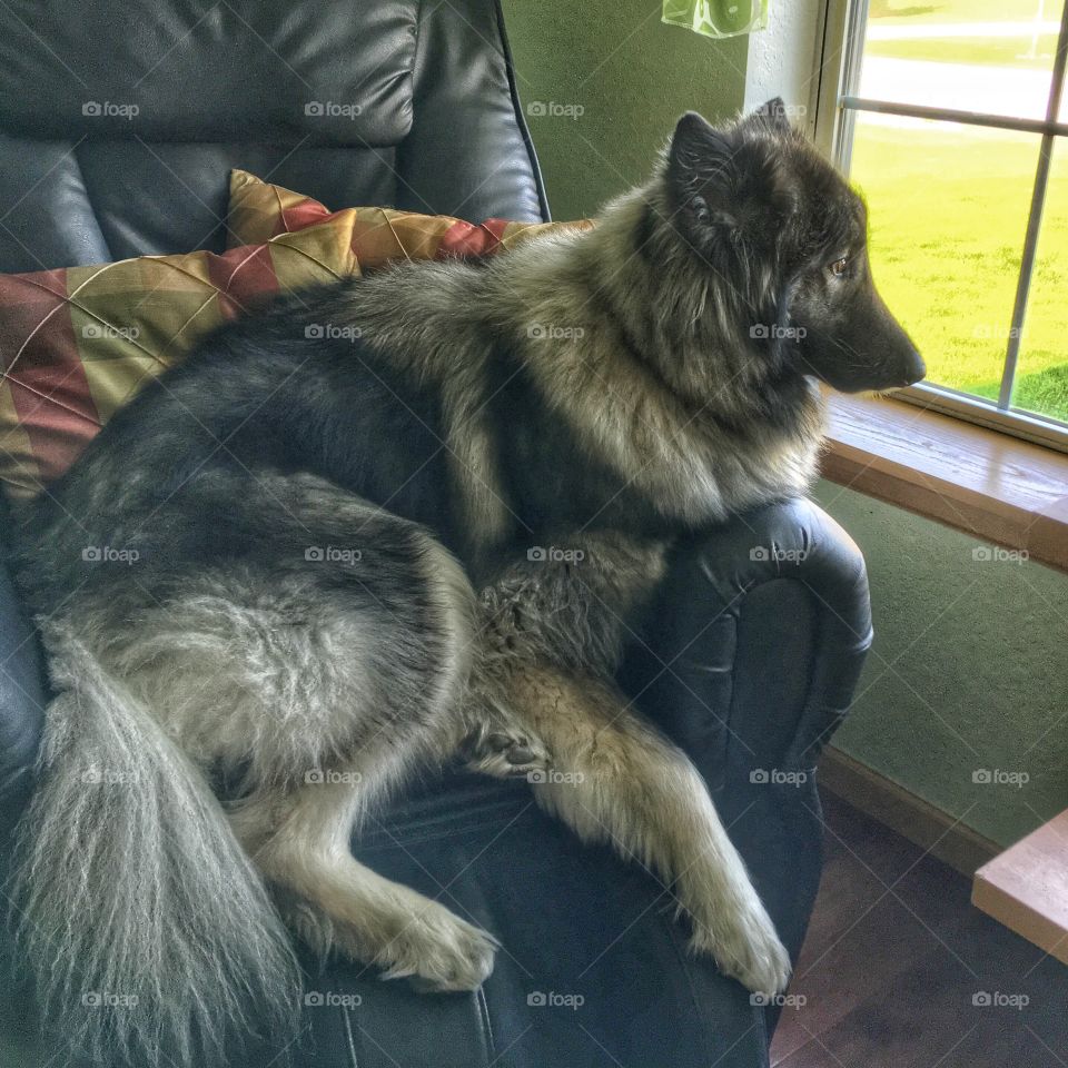 Dog resting on sofa