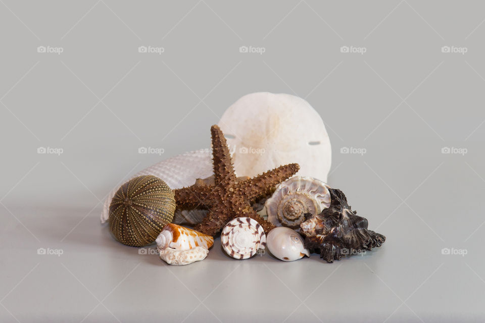 Variety of seashells