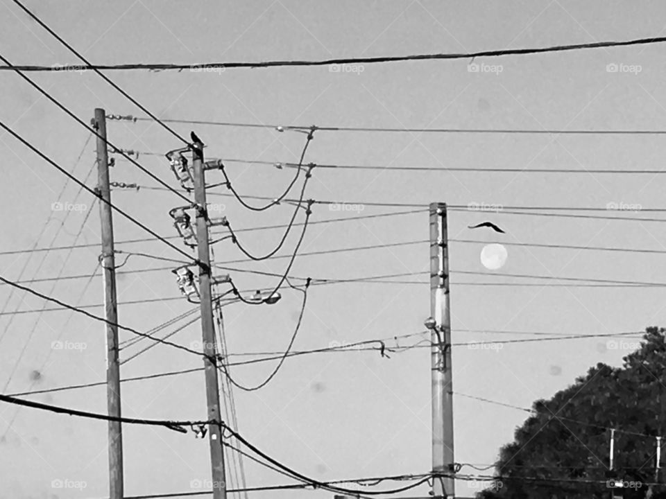 Luna on a power line in black and white in Florida 
