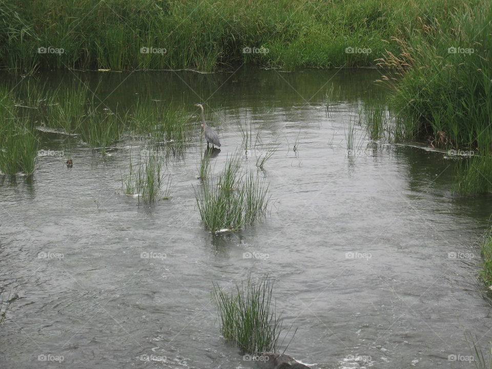 heron in water