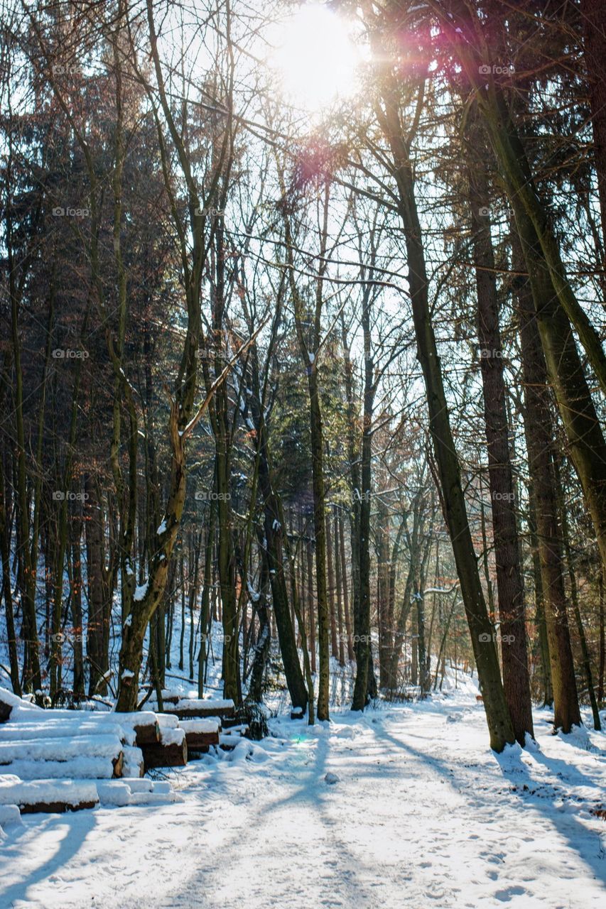 Bavarian Forest 