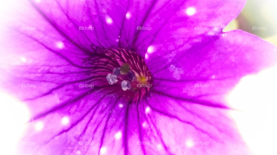 Pink Speckled Petunia