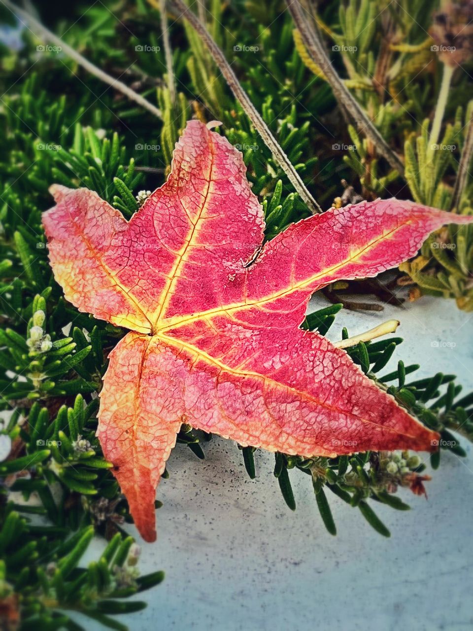 Fall Leaf