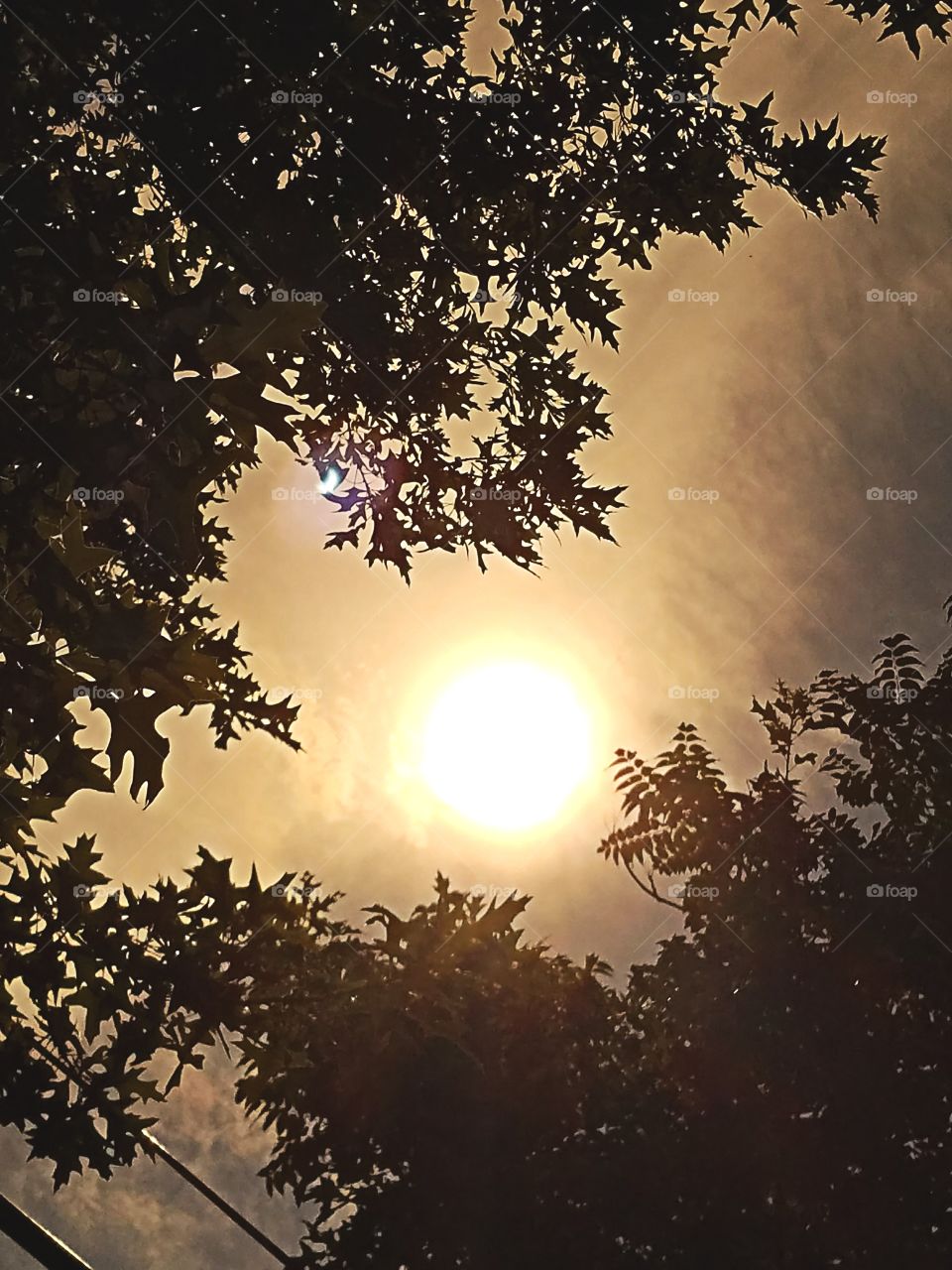 Sun, Nature, Dawn, Silhouette, Tree