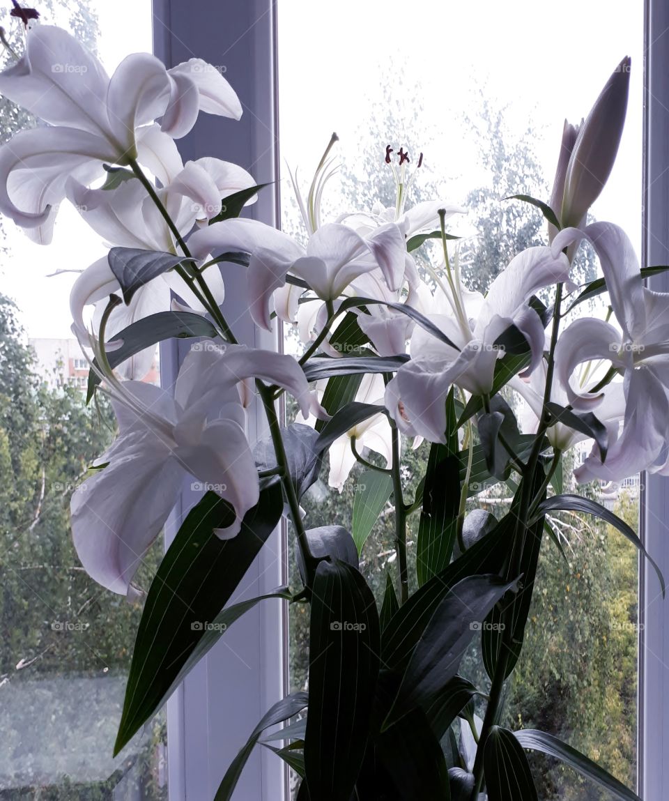 A bouquet of white lilies