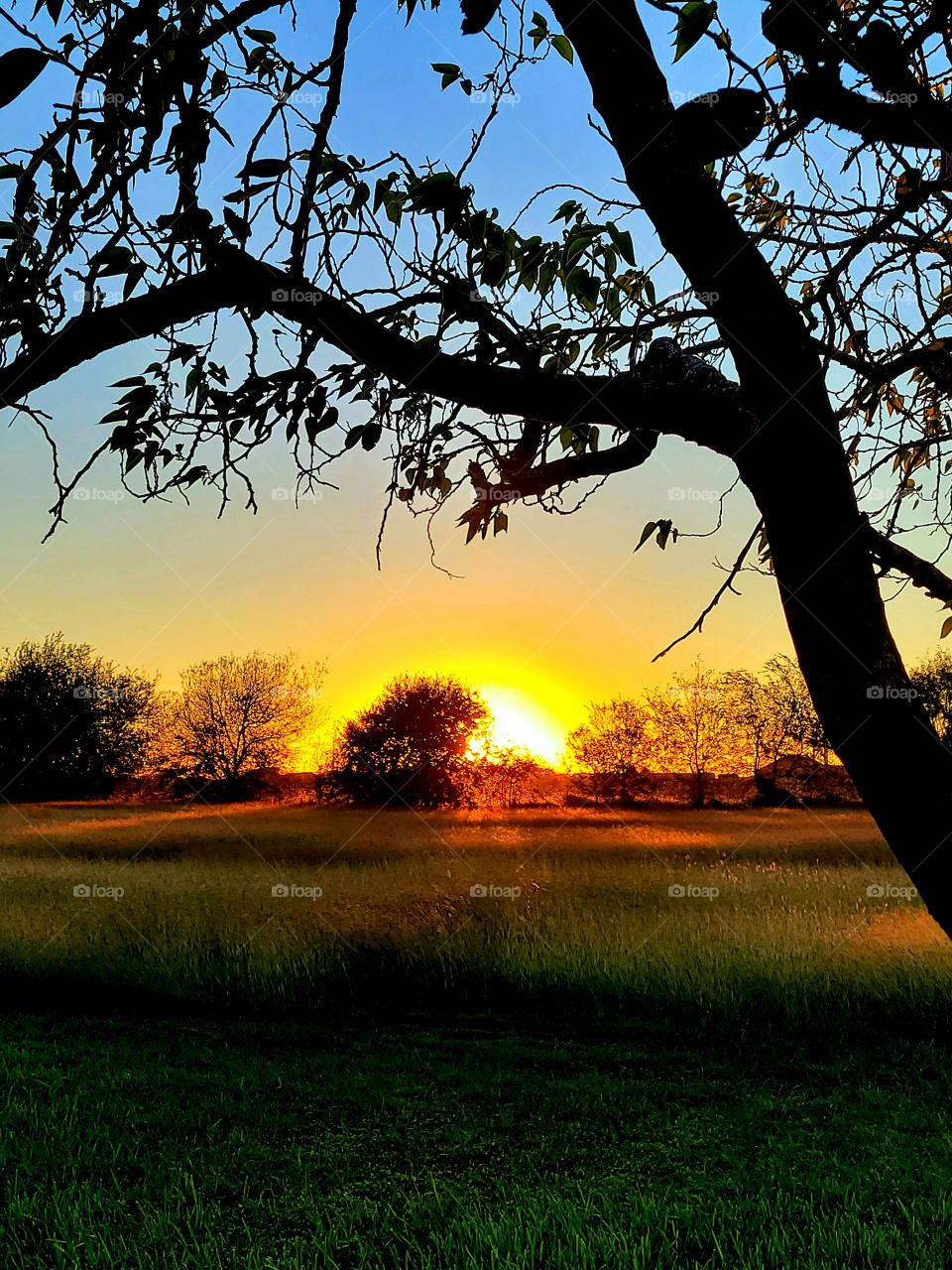 Heavenly south Texas Sunset