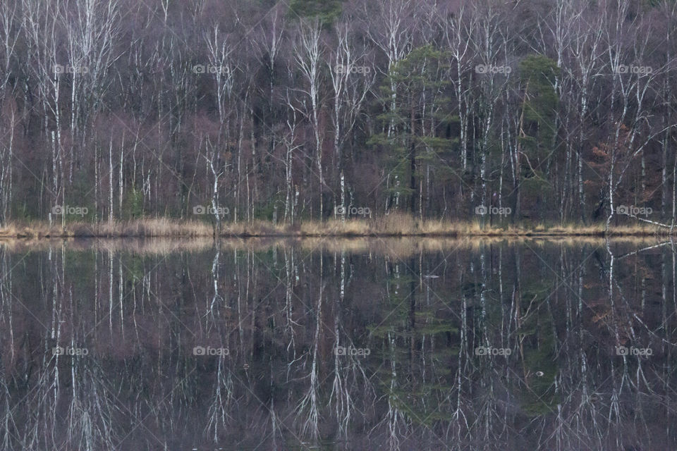 Reflection of bare trees in lake