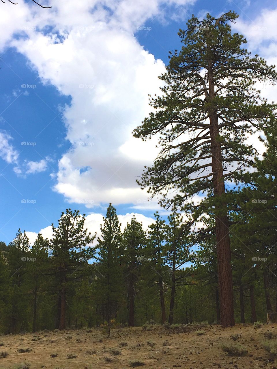 Blue sky in the pine forest at the Big Bear Lake, California, United States