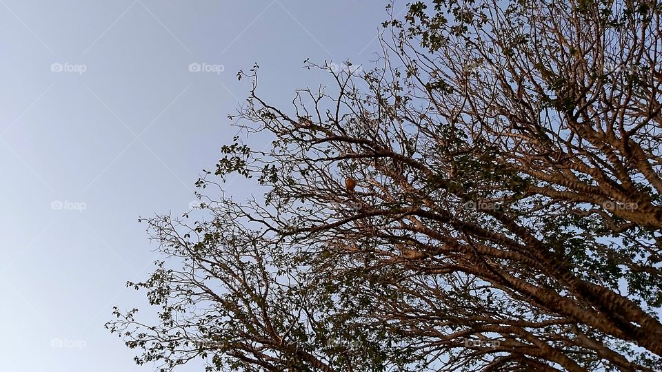 Brazilian Grapetree - Plinia cauliflora