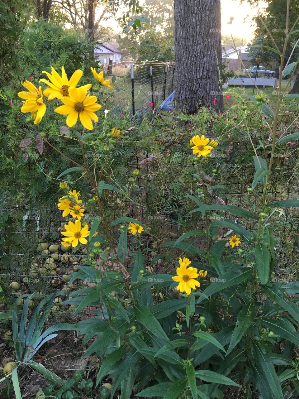 My end of the summer season fall flowers. Standing proud and beautiful with sunshine yellow.