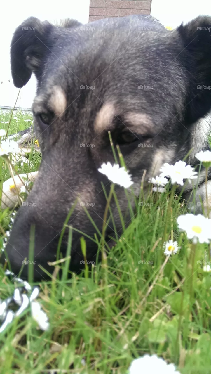 doggy