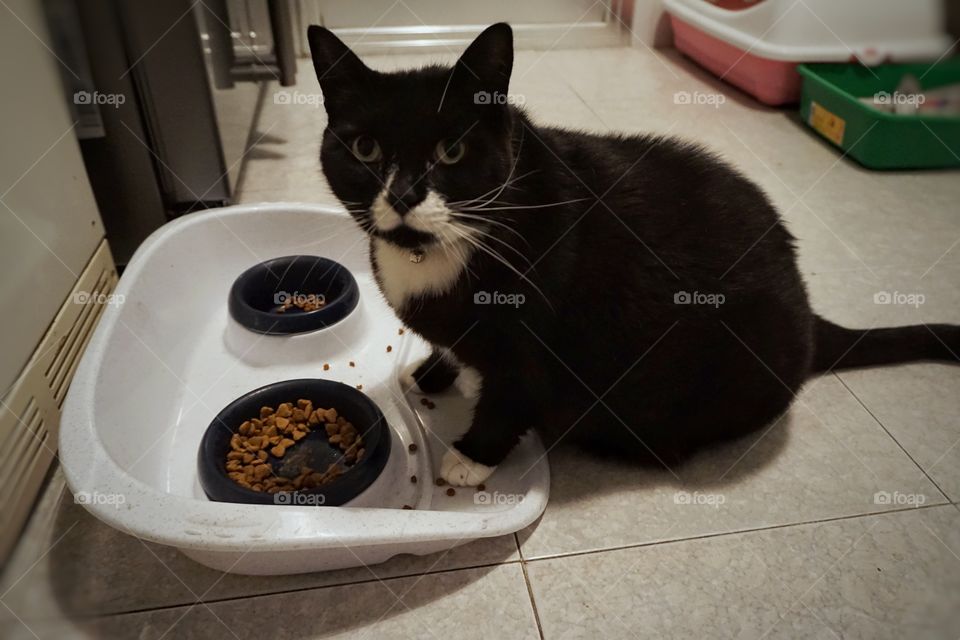 The look that says “It’s all mine” Tubs pausing to look up at me as I take a photo of him eating 