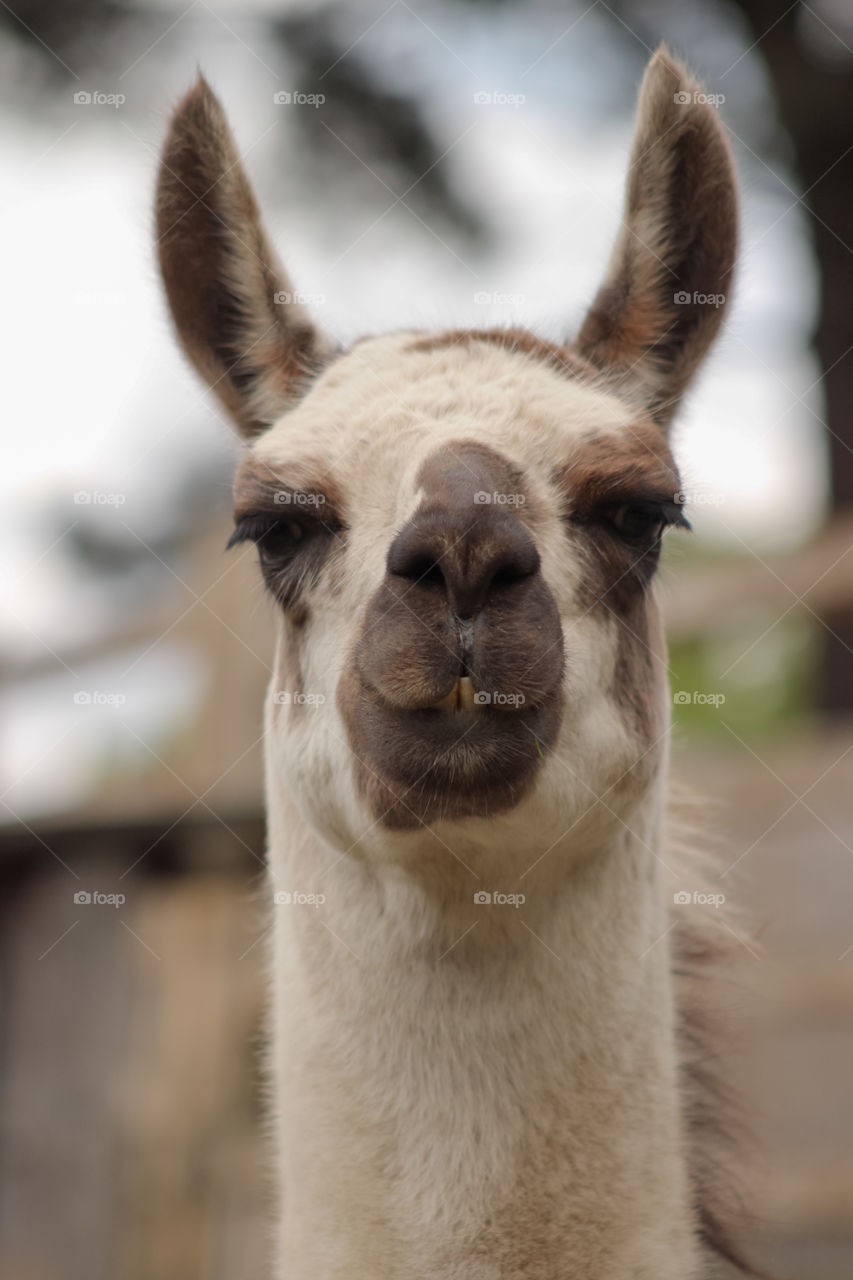 llama