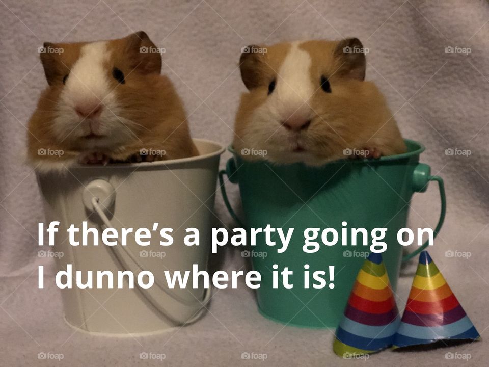 Funny guinea pigs