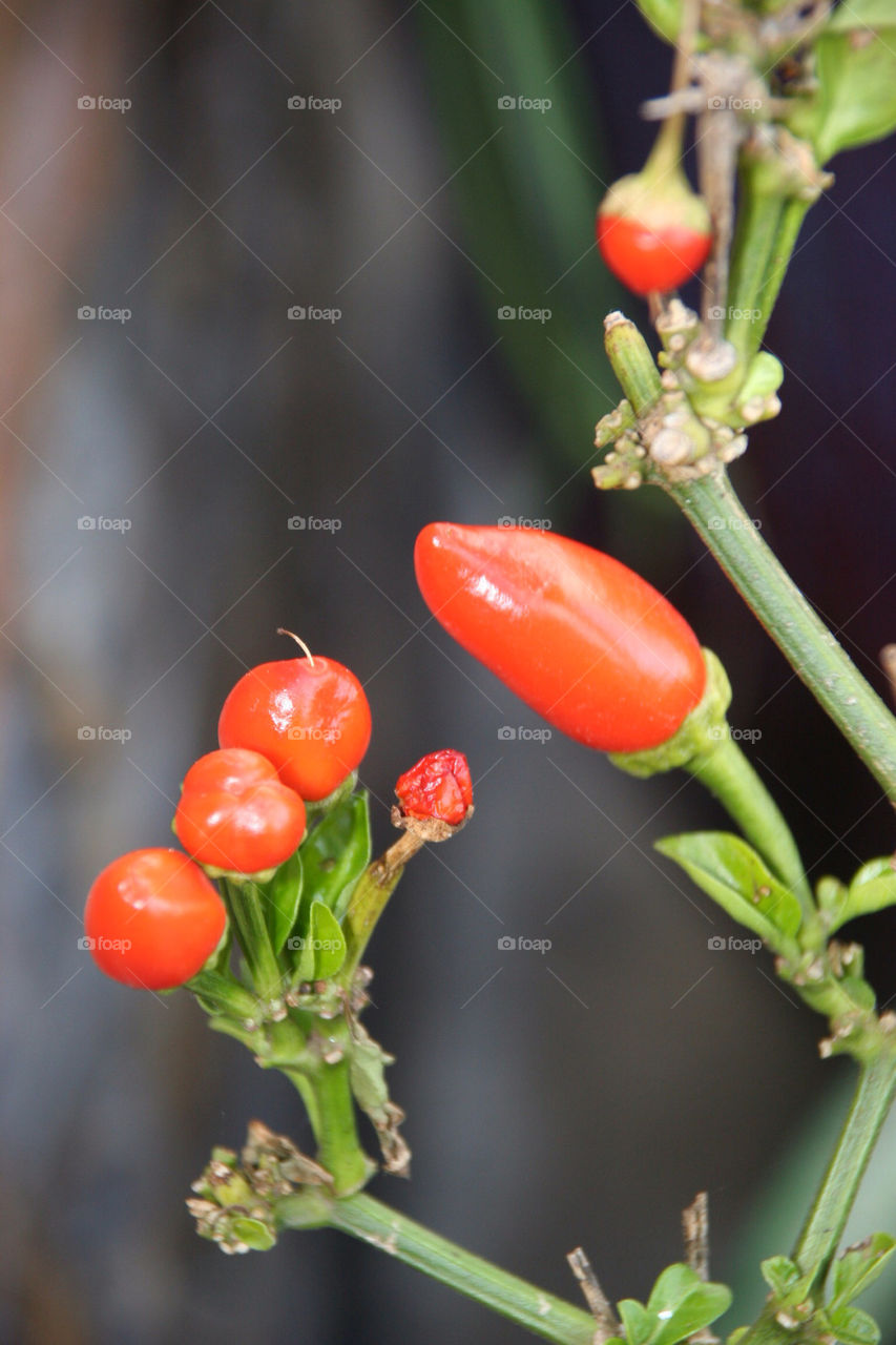 red plant berry stem by kshapley