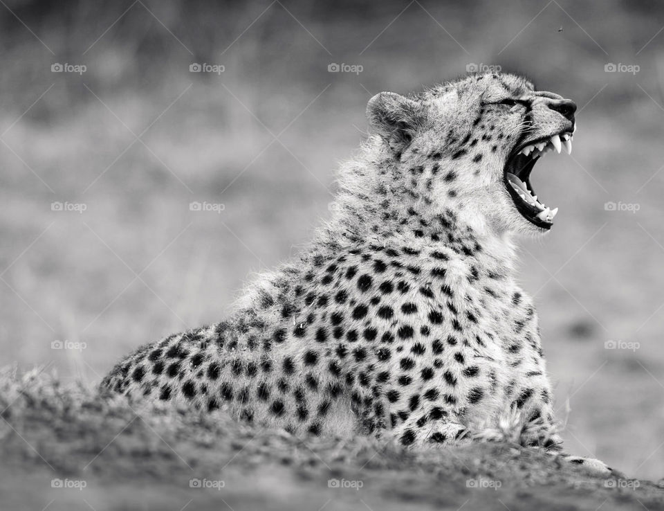 Travel around the world