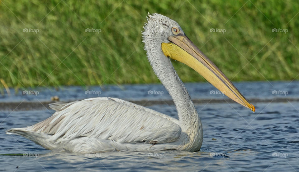 American White Pelican