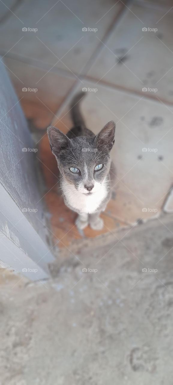 In this morning i was going to buy some groceries and then I stopped by this cute cat ❤️this cat is so gentle and calm doesn't bite if you pet him and always sleepy 😴
✨️❤️Hima &Cie ❤️✨️
Color of his fur Gray🩶 and white 🤍
Picture Number 1