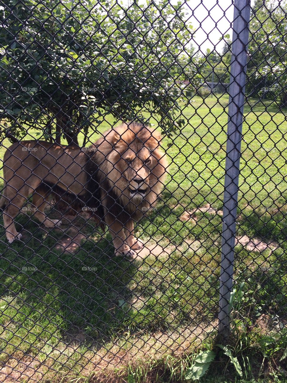 “Like a caged lion”. Nobody can fully understand that expression until they’ve faced this guy and had him roar right in front of them!